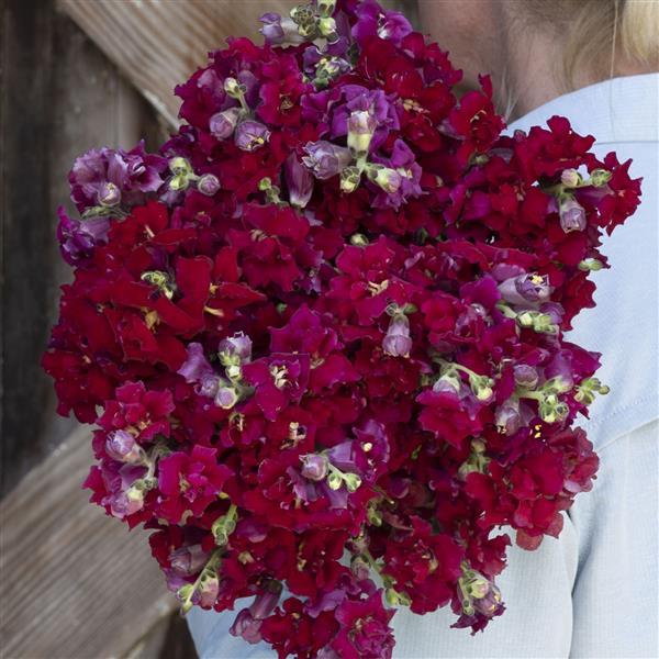 SNAPDRAGONS – Coulee View Flora