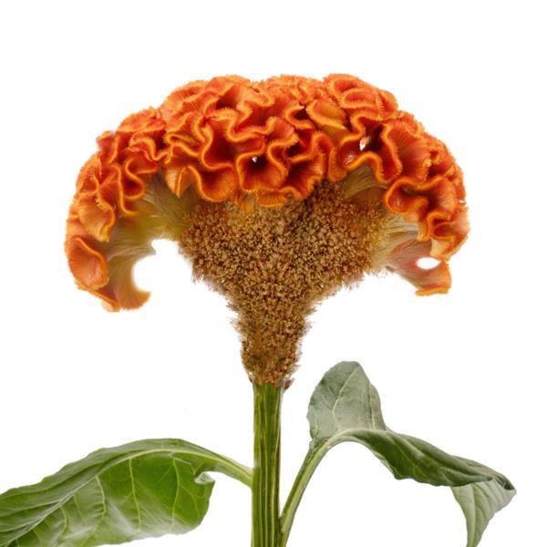 CELOSIA - ACT ORANGE(ZARA)