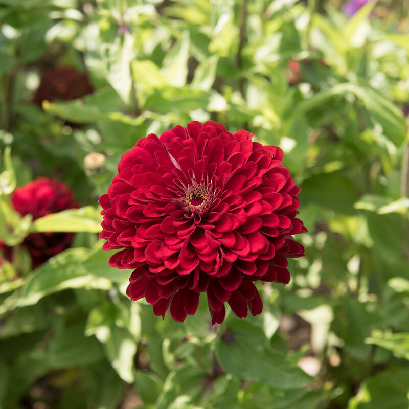 ZINNIA - BENARY DEEP RED
