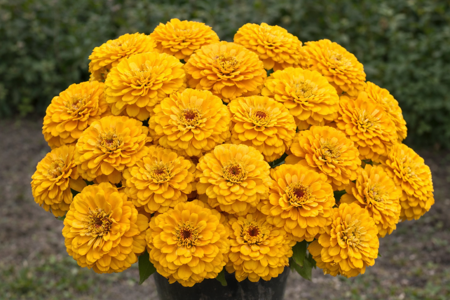 ZINNIA - BENARY GOLDEN YELLOW