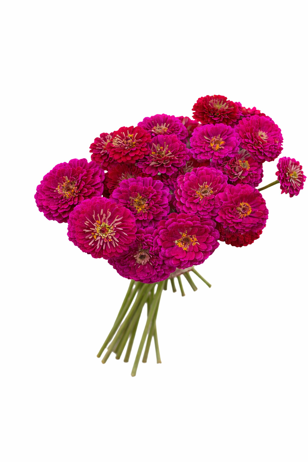 ZINNIA - BENARY WINE