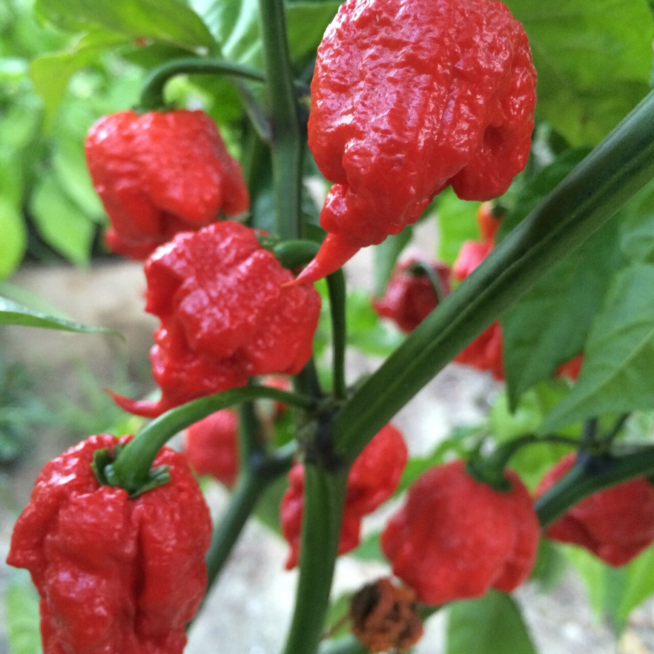 PEPPER - CAROLINA REAPER