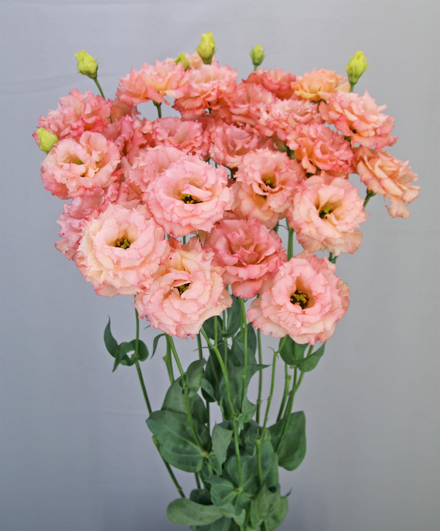 CELEB 2 - HONEY PINK