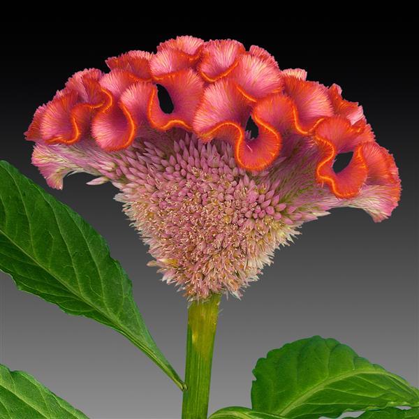 CELOSIA - ACT ROSE ORANGE RIM