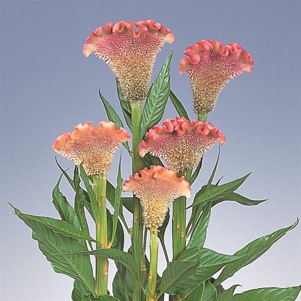CELOSIA - DEHLI PEARL