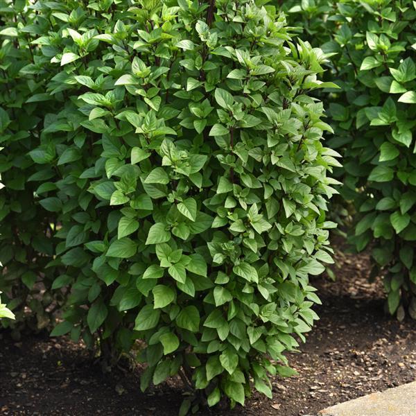 BASIL - EVERLEAF THAI TOWERS