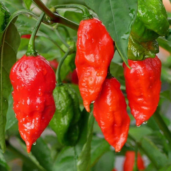 PEPPER - GHOST(NAGA/BHUT JOLOKIA)