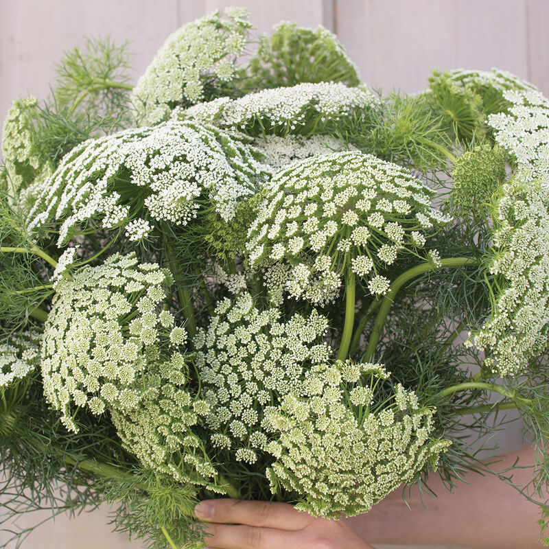 AMMI - GREEN MIST