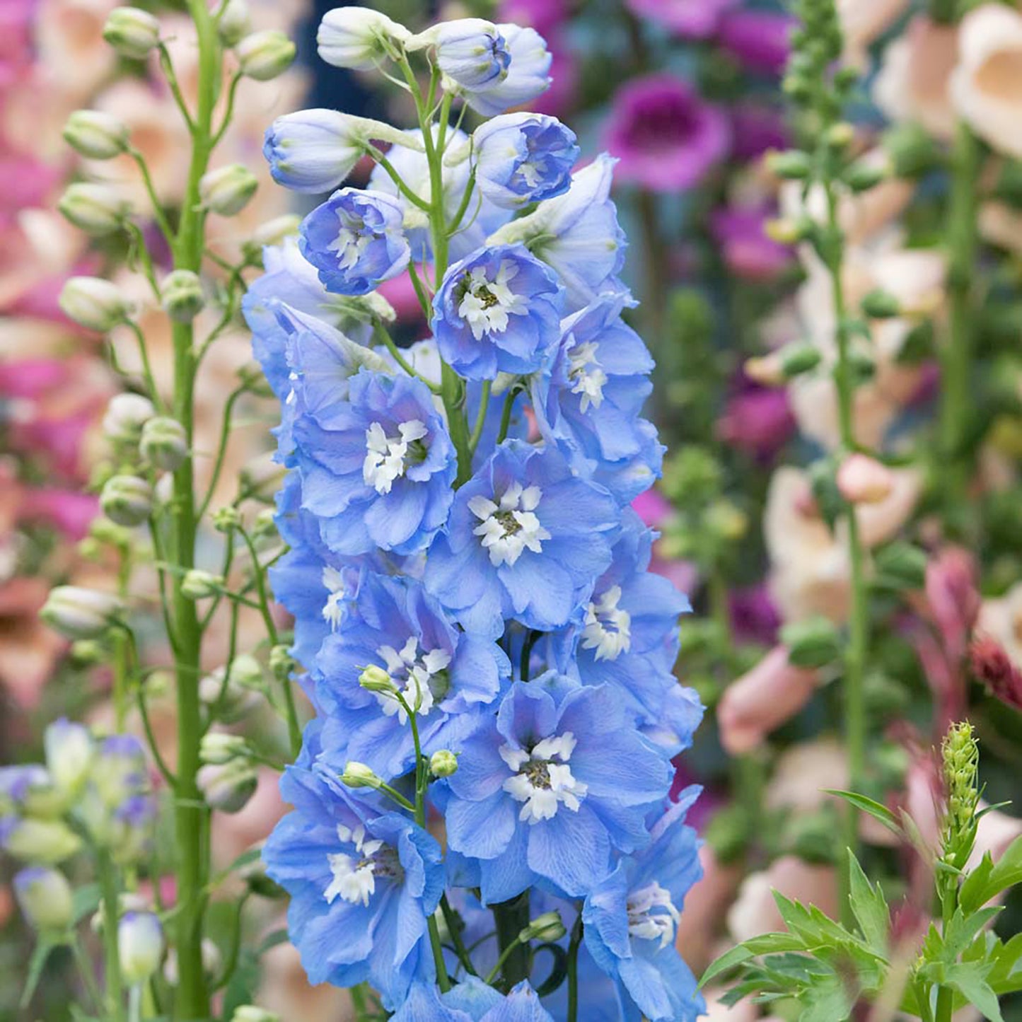 DELPHINIUM- MAGIC FOUNTAINS SKY BLUE WHITE BEE