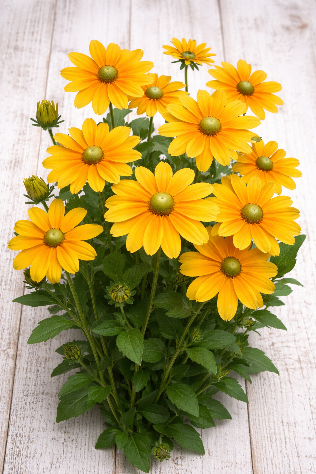 RUDBECKIA - IRISH SPRING