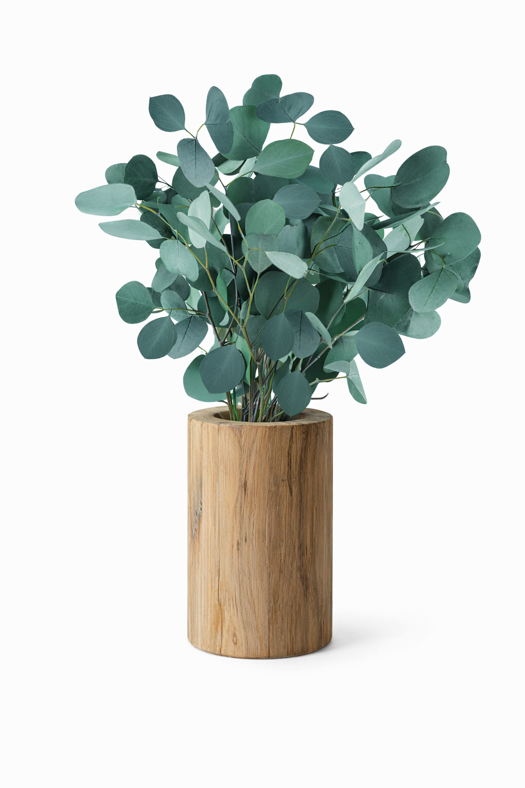 EUCALYPTUS: SILVER DOLLAR