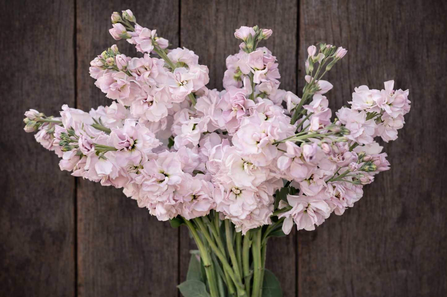 STOCK: KATZ CHERRY BLOSSOM