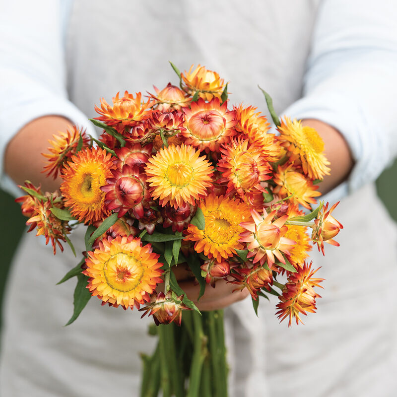 STRAWFLOWER - KING SIZE ORANGE