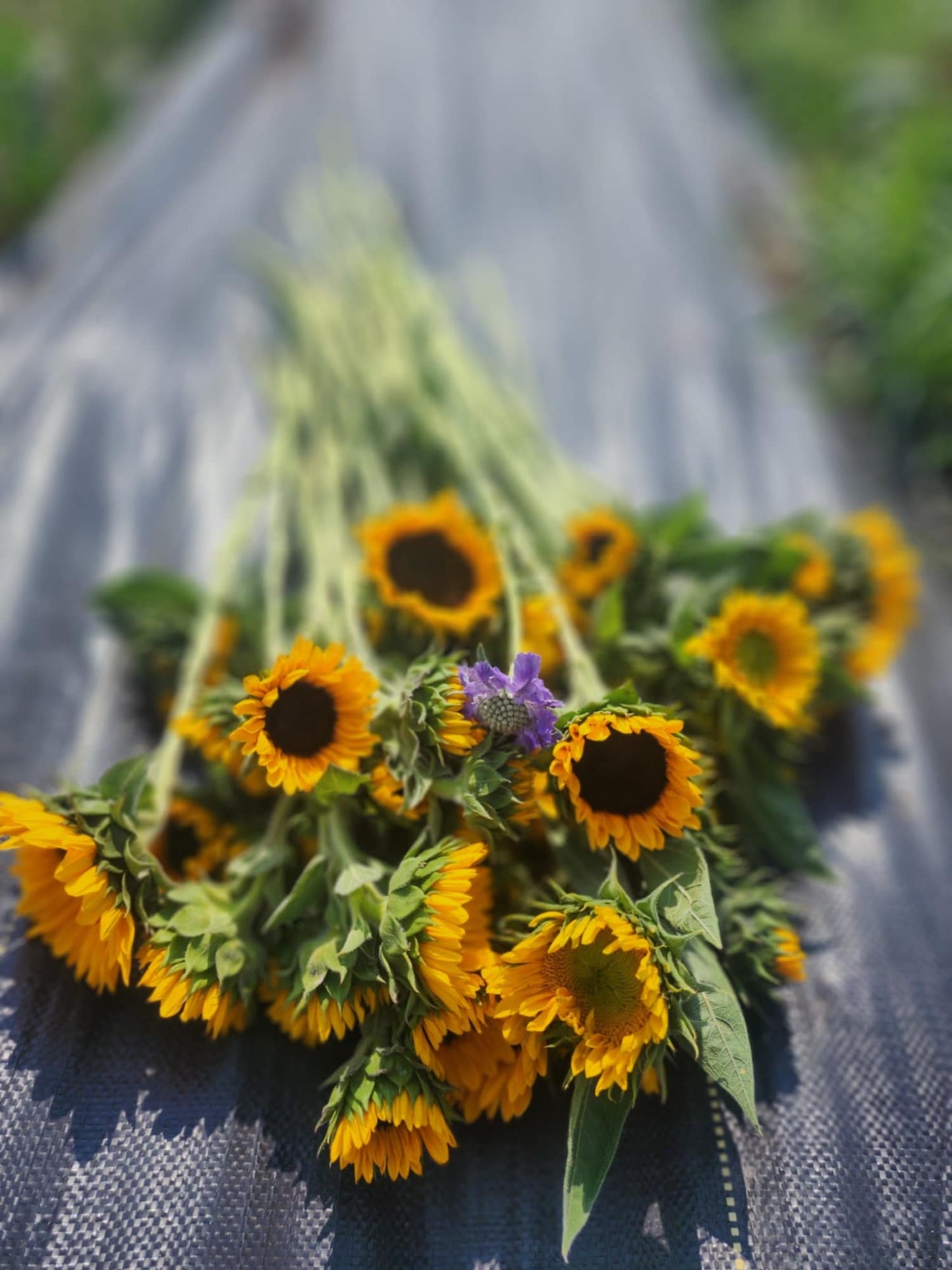 SUNFLOWER SUBSCRIPTION - CROWSNEST PASS