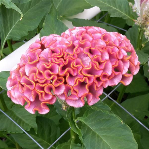CELOSIA