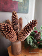 EXTRA LARGE SUGAR CONES