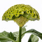 CELOSIA - ACT GREEN(VERDA)