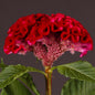 CELOSIA - ACT VELVET