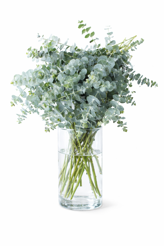 EUCALYPTUS - BABY BLUE