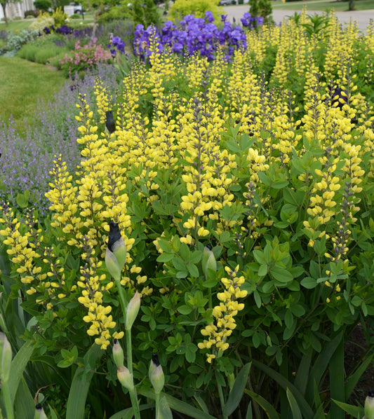 BAPTISIA BAREROOT - LEMON MERINGUE