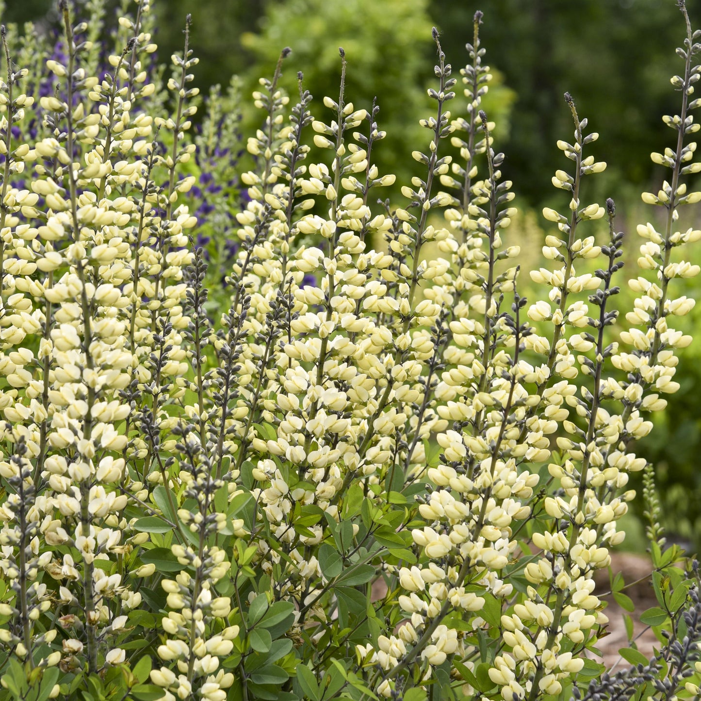 BAPTISIA BAREROOT - DECADENCE VANILLA CREAM