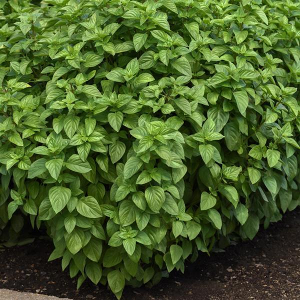 BASIL - EVERLEAF LEMON