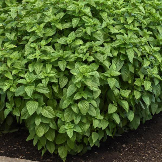 BASIL - EVERLEAF LEMON