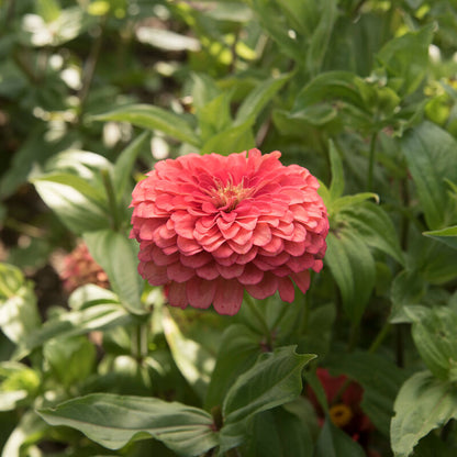 ZINNIA - BENARY  CORAL