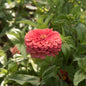 ZINNIA - BENARY  CORAL