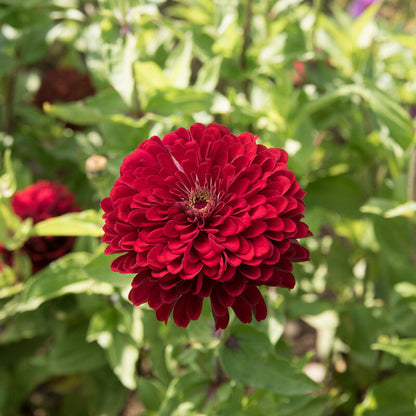 ZINNIA - BENARY DEEP RED