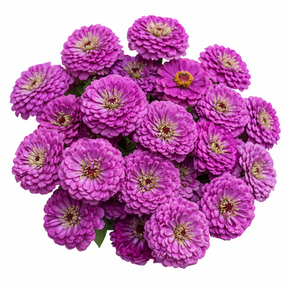 ZINNIA - BENARY PURPLE