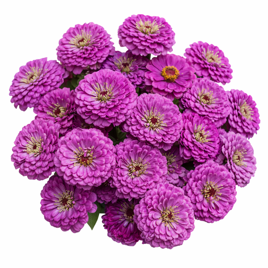 ZINNIA - BENARY PURPLE