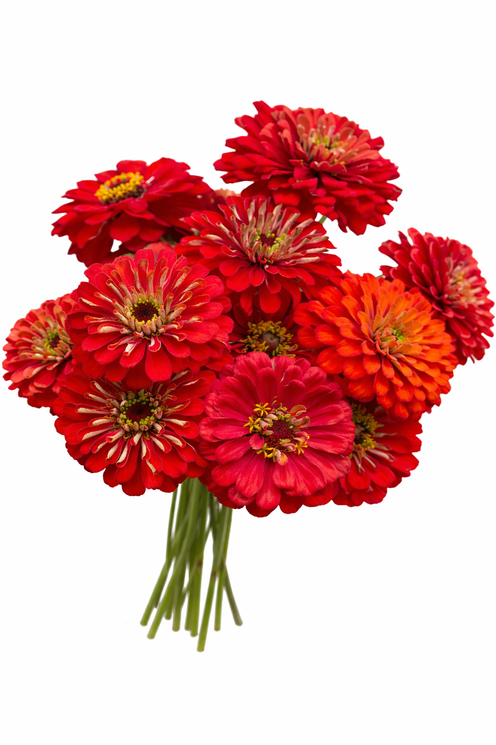 ZINNIA - BENARY SCARLET