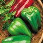 PEPPER - BIG BERTHA