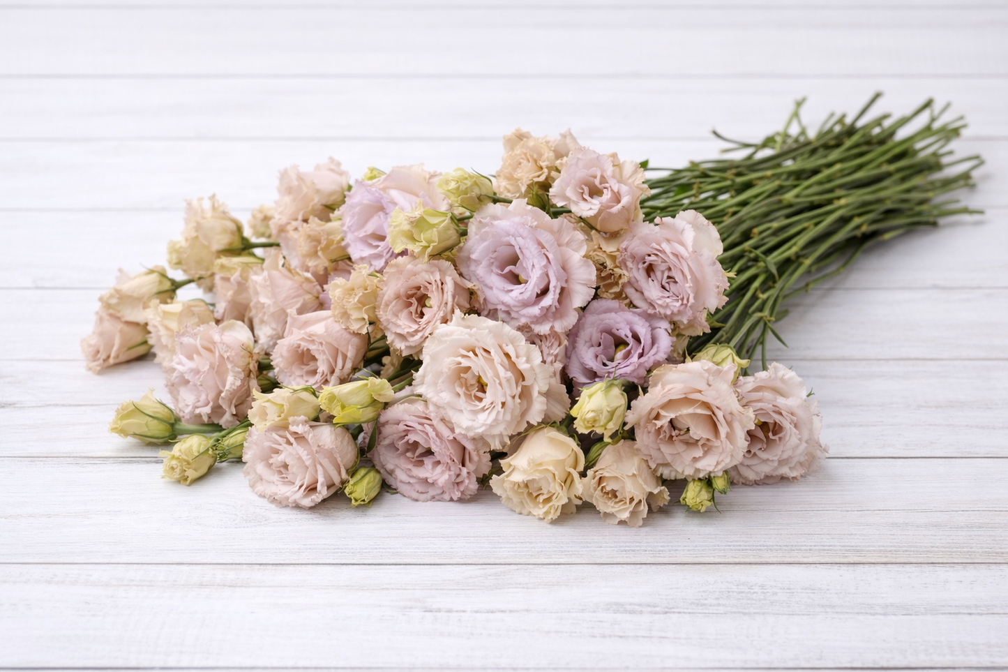LISIANTHUS -  BLUE CHATEAU