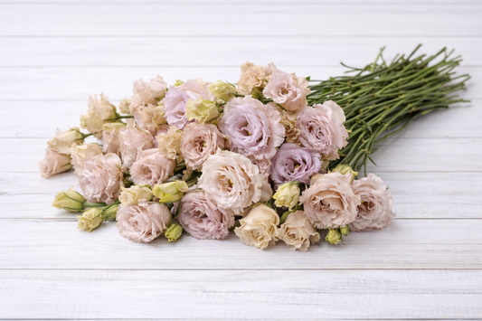 LISIANTHUS -  BLUE CHATEAU