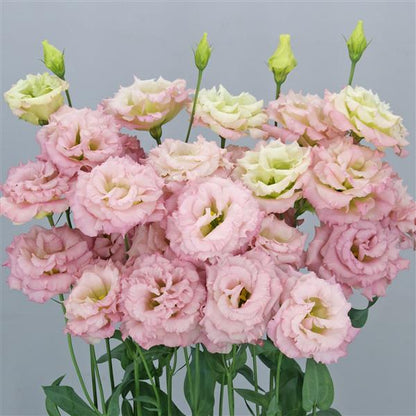 CELEB 1 - AURORA PINK