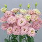 CELEB 1 - AURORA PINK