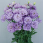 CELEB 2:  ORCHID