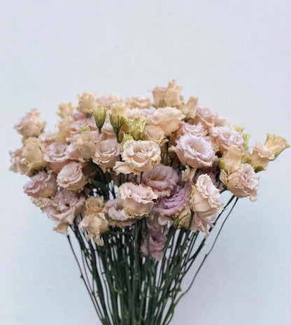 LISIANTHUS -  BLUE CHATEAU