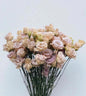 LISIANTHUS -  BLUE CHATEAU