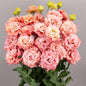 CELEB 2 - SALMON PINK