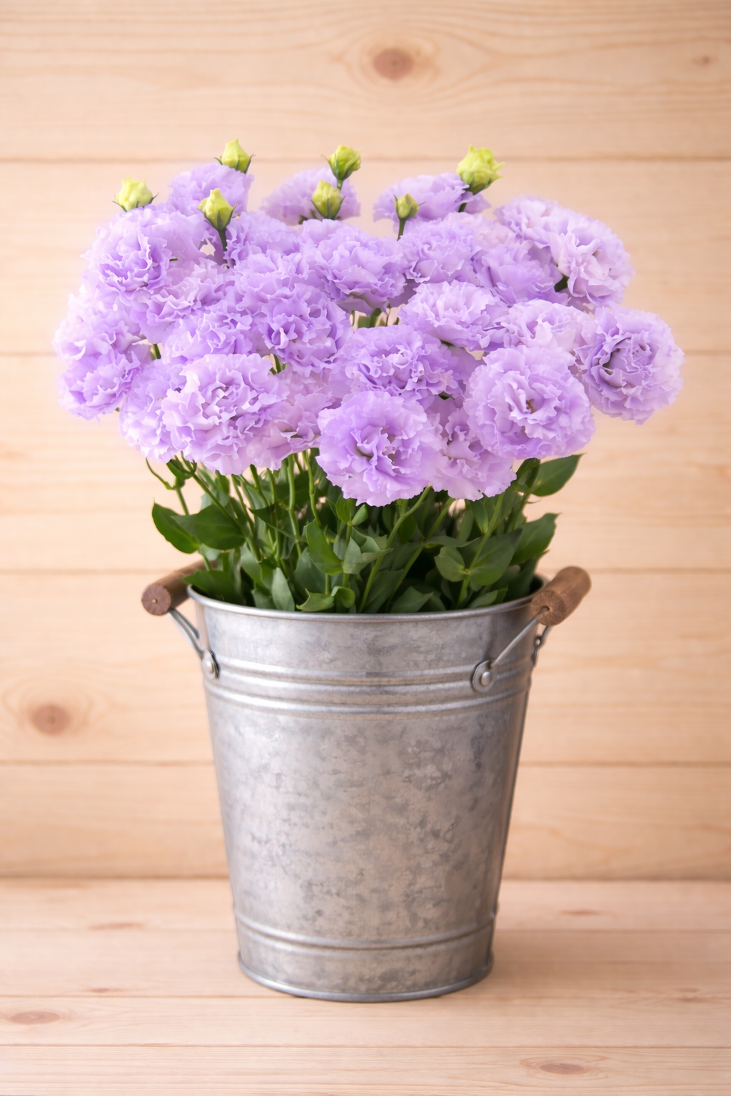 CELEB 1 - LAVENDER