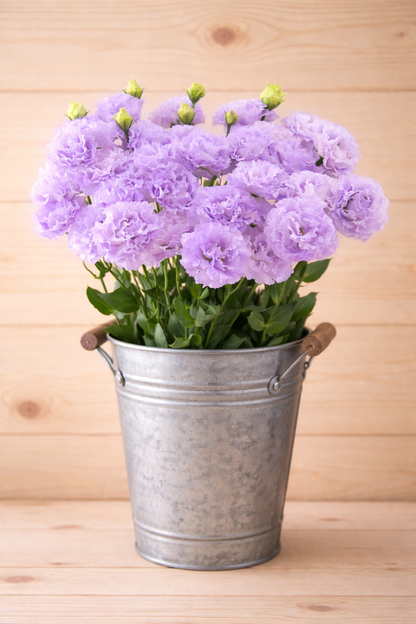 CELEB 1 - LAVENDER