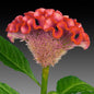 CELOSIA - ACT ROSE ORANGE RIM