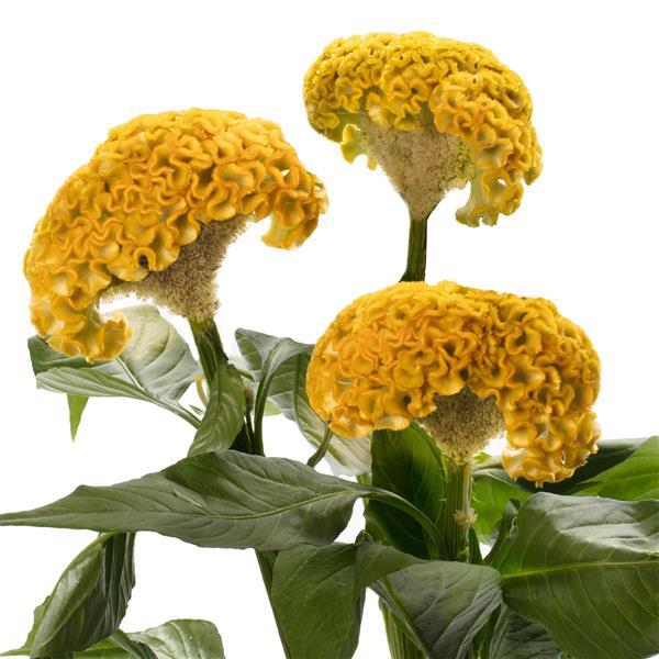 CELOSIA - ACT YELLOW