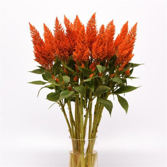 CELOSIA - SUNDAY BRIGHT ORANGE