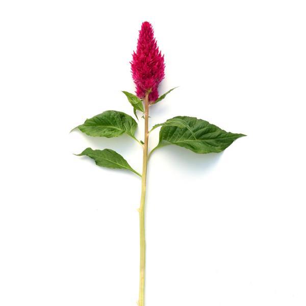 CELOSIA - SUNDAY CHERRY