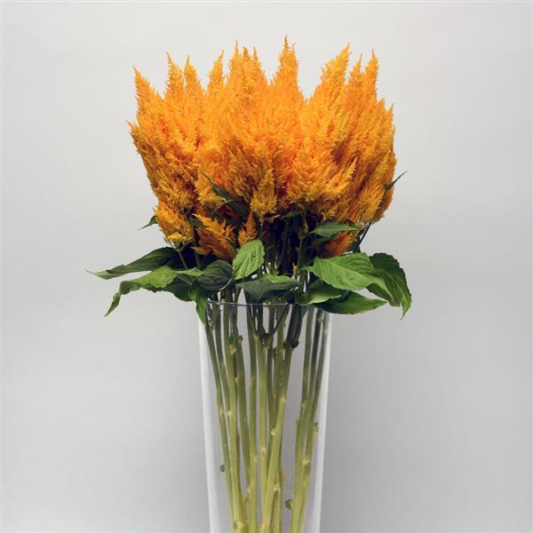 CELOSIA - SUNDAY GOLD