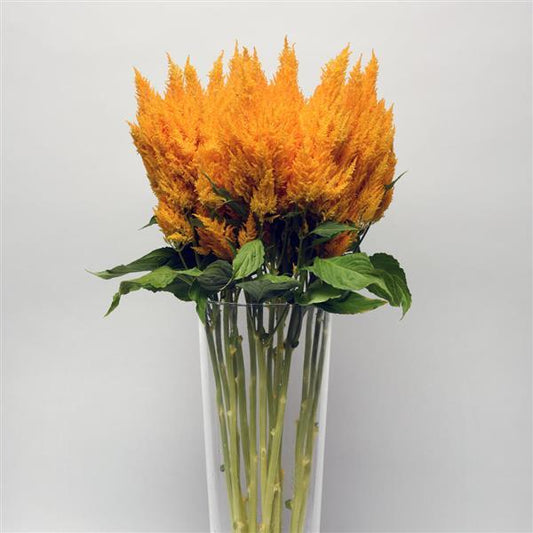 CELOSIA - SUNDAY GOLD